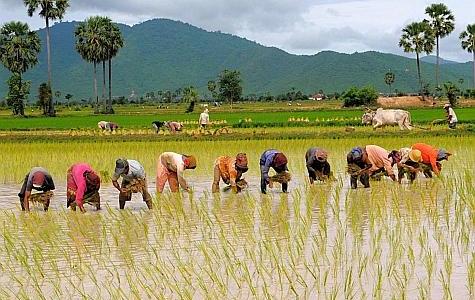 La Culture du riz
